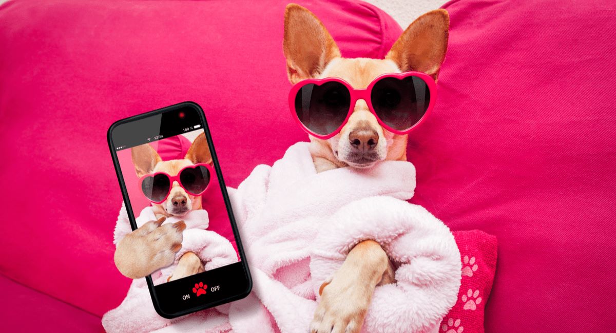 Trào lưu pet influencer