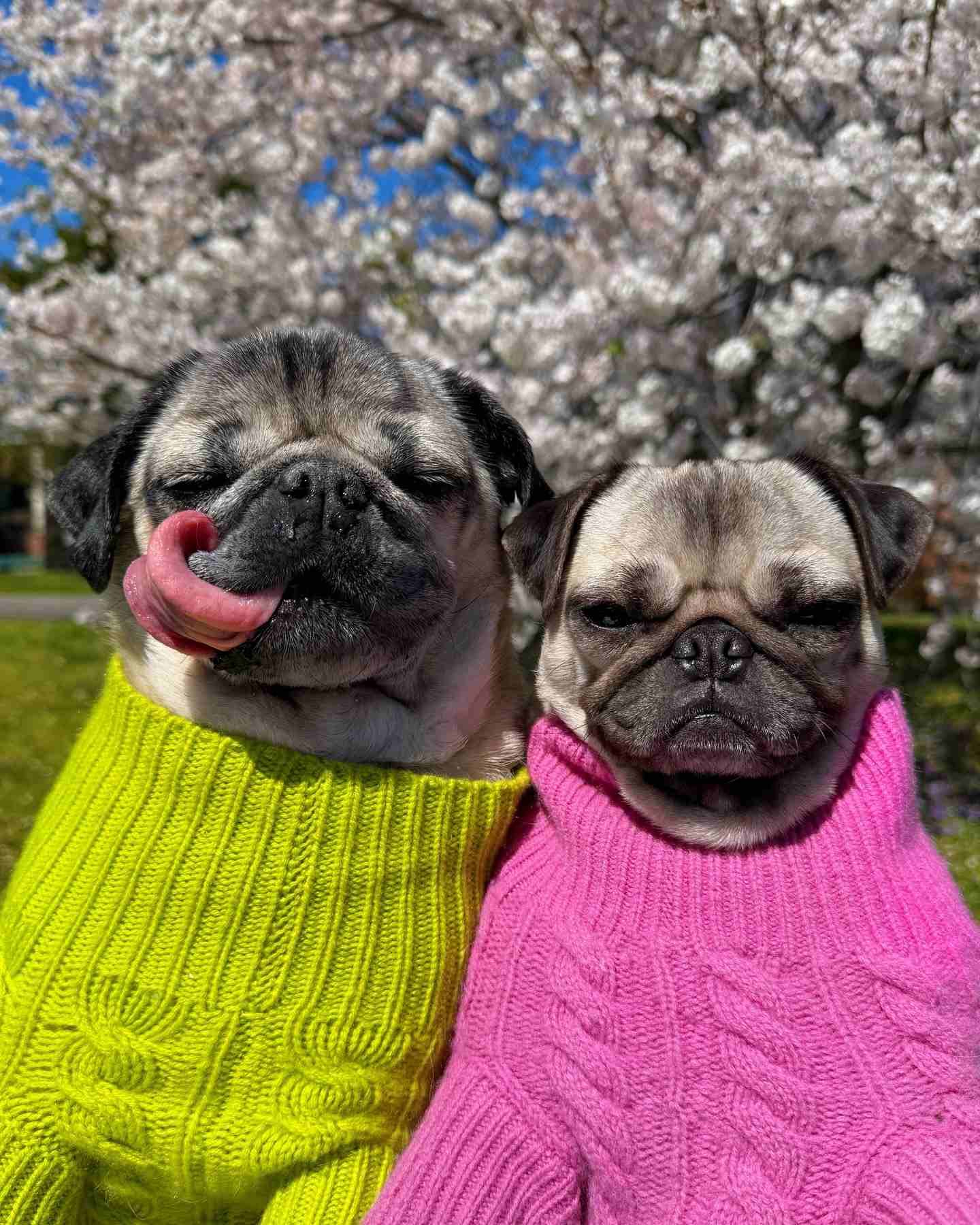 pet influencer Doug The Pug